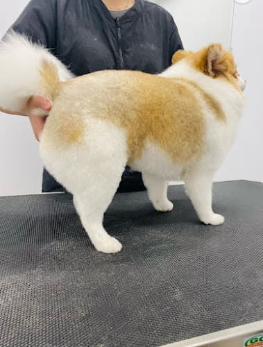 Fur Oak Professional Pet Grooming LLC cat grooming