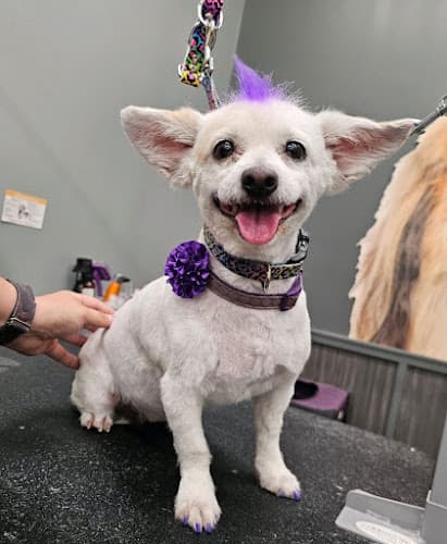 Pet Supplies Plus Huntington Beach Grooming cat grooming