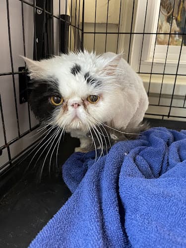 Golden Heart Pet Boarding and Grooming cat grooming