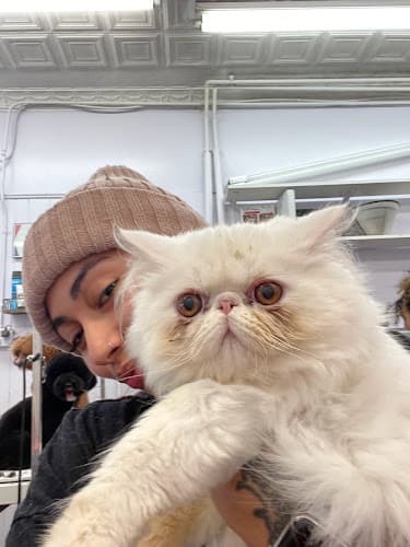 Lex Pets Grooming and Services cat grooming