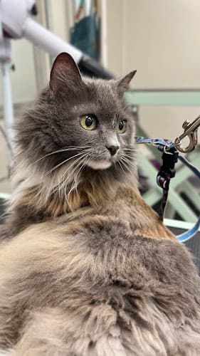 Groomer19 & Friends Pet Salon cat grooming