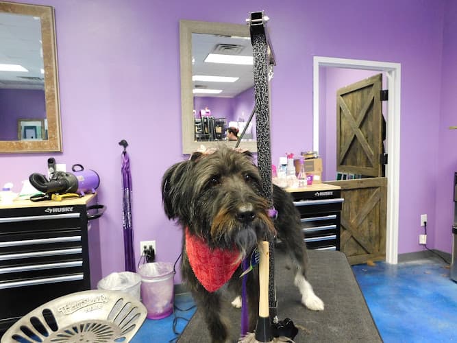 Waggerz Groom Room cat grooming