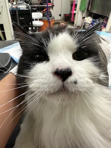 The Grooming Loft by Sophie cat grooming