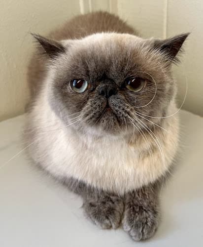 My Divine Feline cat grooming