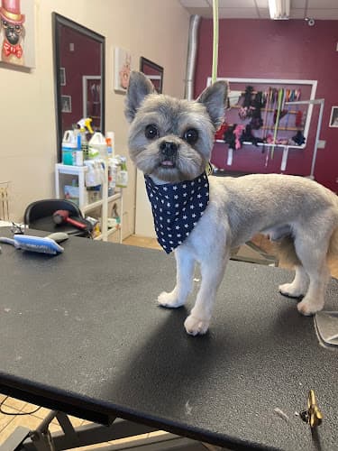 Superior Pet Grooming cat grooming