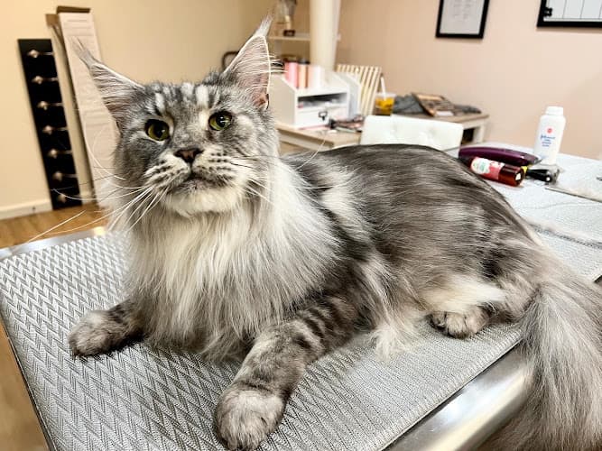 FancyPants Cat Grooming cat grooming