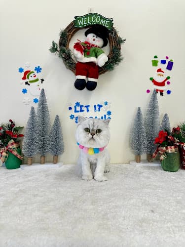 PetJoy in LA cat grooming