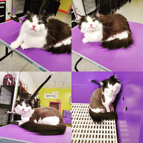 KeeKee Kutz Dog&Cat Grooming LLC cat grooming