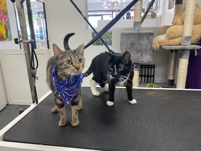 Vivi Pet Care cat grooming