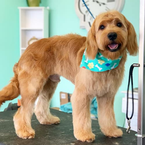 Fairy Tails Pet Salon cat grooming