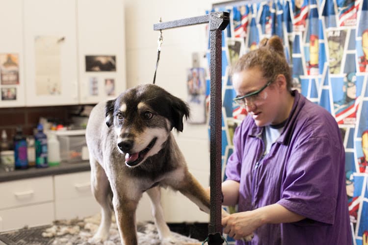 Love Overboard Kennels & Grooming cat grooming