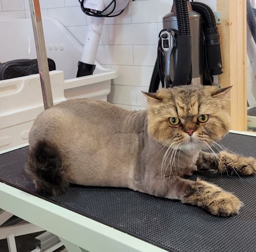 Astoria Holistic Pets Spa cat grooming