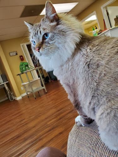 Top Cat & Tails " Cat Grooming " cat grooming
