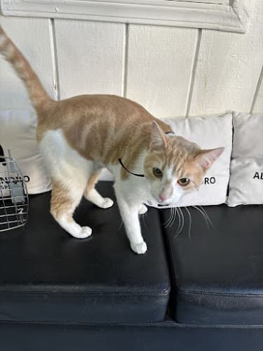 Alessandro Pet Spa cat grooming