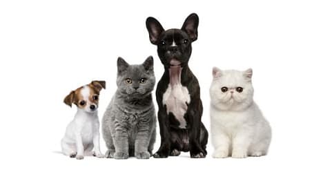 Professional Pet Grooming by Kathie cat grooming