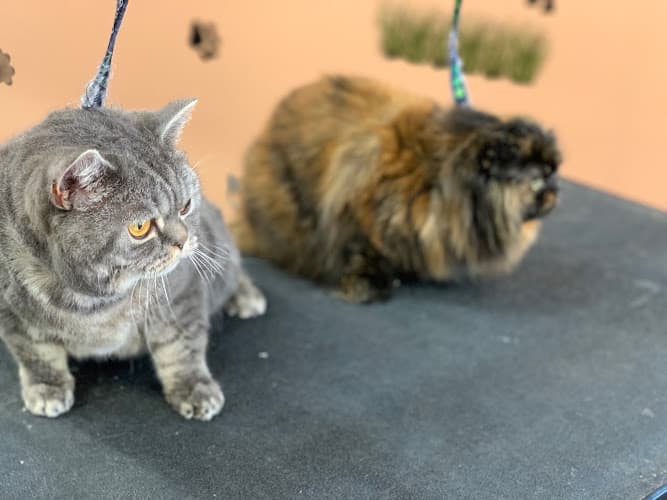 Universal Pet Care Grooming cat grooming