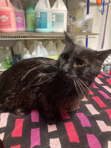 Because We Care Dog & Cat Grooming cat grooming