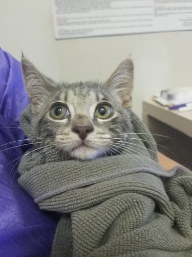 Awesome Paws Pet Salon cat grooming