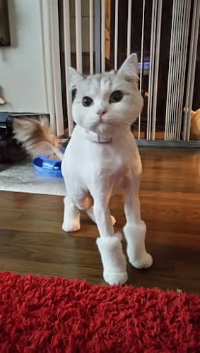 Meow Cat Grooming cat grooming