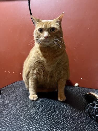 House Pet Grooming and Trainer cat grooming