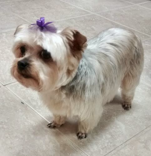 LC Pet Salon And Spa cat grooming