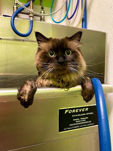 Designer Paws Salon cat grooming
