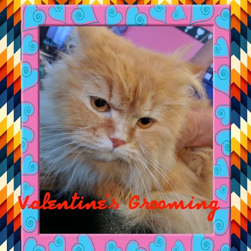 Valentine's Pet Grooming cat grooming