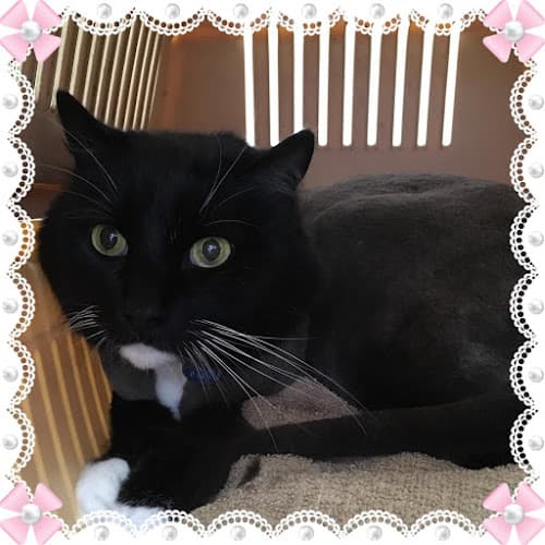 Pet Stylista cat grooming